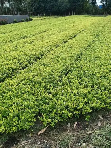 企业园林管理面临挑战：绿化设施缺乏维护导致景观质量下降