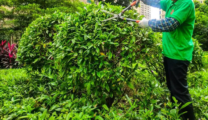 拉萨南北山绿化工程成本高吗